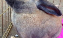 Mopsy A