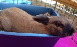 Mopsy B