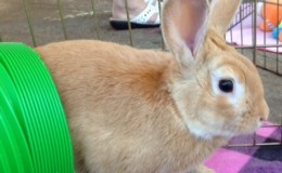 Peter Rabbit