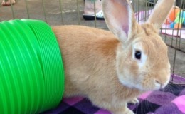 Peter Rabbit A
