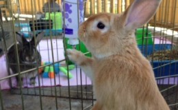 Peter Rabbit B