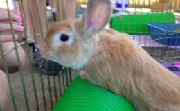 Peter Rabbit C