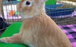 Peter Rabbit D