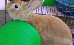 Peter Rabbit E