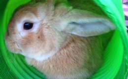 Peter Rabbit F