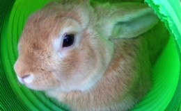 Peter Rabbit G