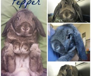 Pepper