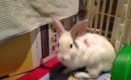 Angel Bun 3