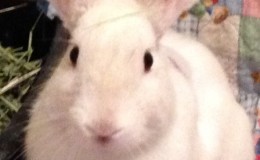 Angel Bun Close Up