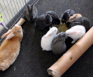 Amber and Afton’s Babies