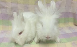 Cotton Ball and QTip 1