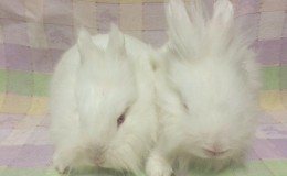 Cotton Ball and QTip