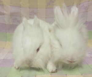 Q-Tip and Cotton Ball