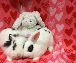 Bella Rose and Brady