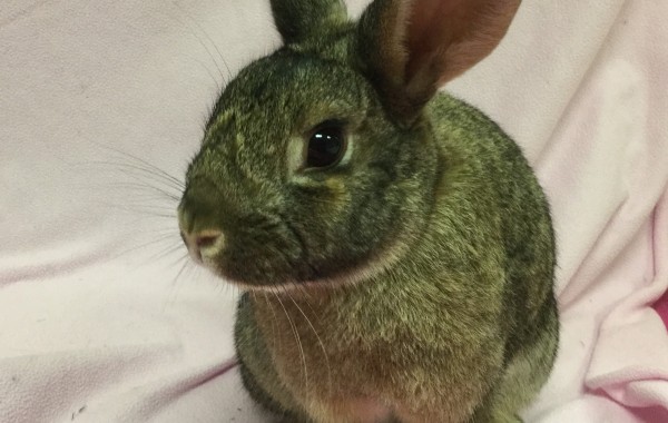 Laverne