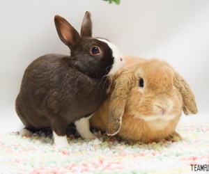 Brown Sugar & Buster