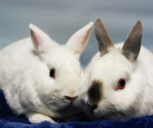 Captain Midnight & Snoopy