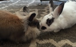 Toodles and Penny