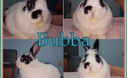 Bubba aa