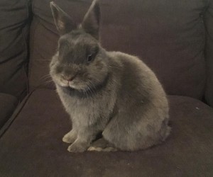 Bun Bun