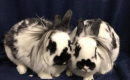 bella and patches g