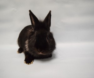 Elvis
