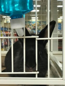 petco rabbit room g