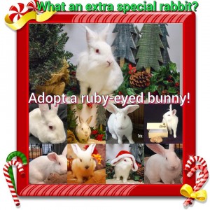 rew adoption special