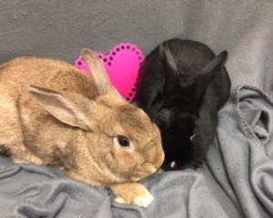 Butterscotch and Luna