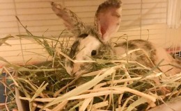 hay bag bailey eating hay