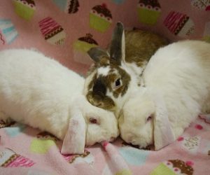 Lemon Drop, Rocky & Lollipop