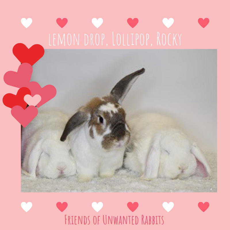 F.U.R [ Friends of Unwanted Rabbits ] 