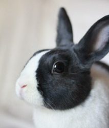 Heidi