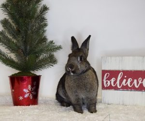 Kanga