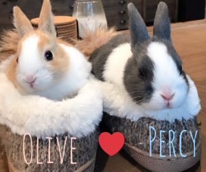 Percy & Olive