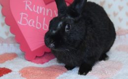 runny babbit 1