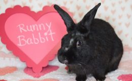 runny babbit 3