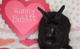 runny babbit 4