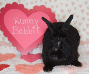 Runny Babbit
