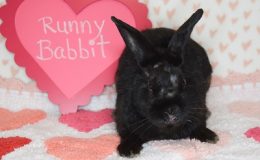 runny babbit 5