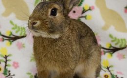 binky f w