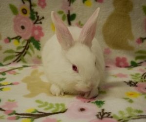 Cotton