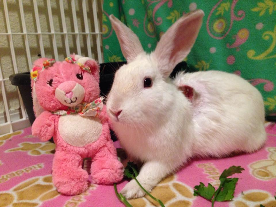 Sponsor A Bunny F.U.R [ Friends of Unwanted Rabbits ]