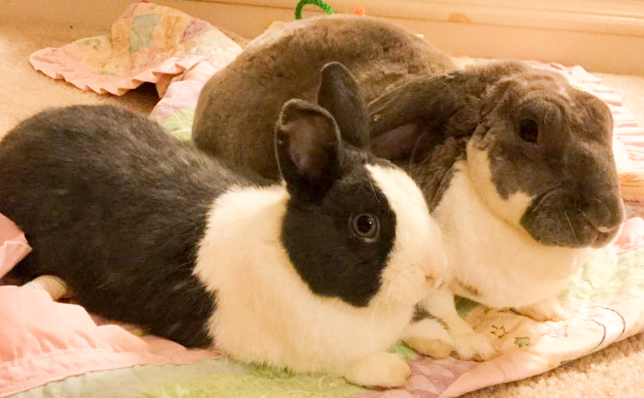 Services F.U.R [ Friends of Unwanted Rabbits ]