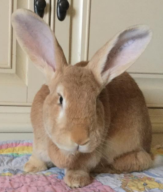 About F.U.R [ Friends of Unwanted Rabbits ]