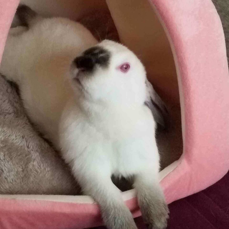 Rabbit Care F.U.R [ Friends of Unwanted Rabbits ]