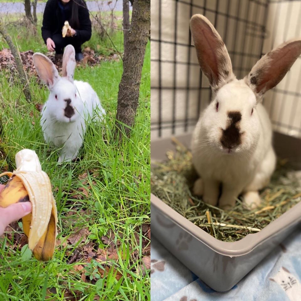 Available For Adoption F.U.R [ Friends of Unwanted Rabbits ]