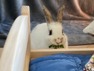 Available For Adoption | F.U.R [ Friends of Unwanted Rabbits ]