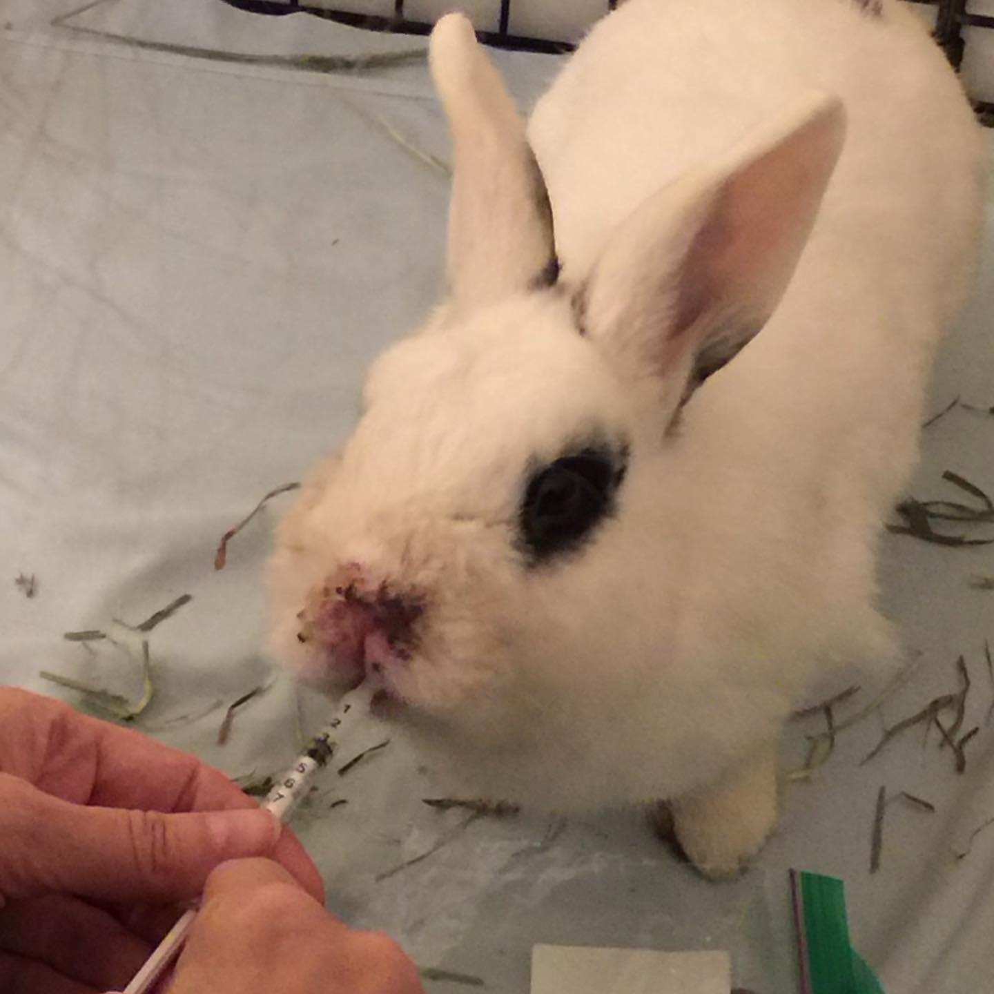 Rabbits abandoned in park are saved!