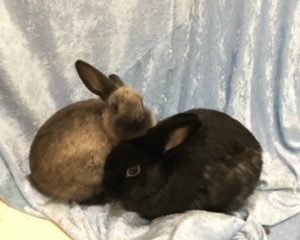 Snickers & Comet